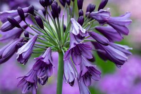 Agapanthus 'Poppin Purple'