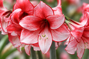 Amaryllis 'Charisma'�