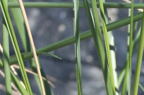 Ammophila arenaria