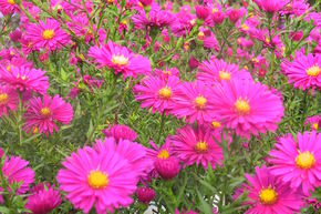 Aster novi-belgii 'Winston Churchill'