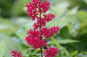 Astilbe x arendsii 'Fanal'