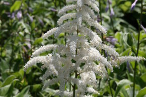 Astilbe x japonica 'Deutschland'