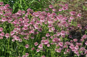 Astrantia major 'Roma' (R)