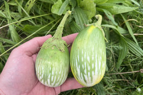 Aubergine 'Green Blitz'  