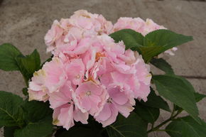 Ballhortensie Everbloom 'Pink Wonder'