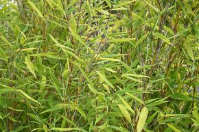 Bambus 'Dino'