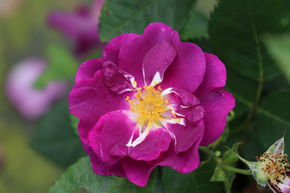 Rose 'Rhapsody in Blue'