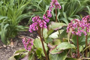 Bergenia cordifolia 'Admiral'