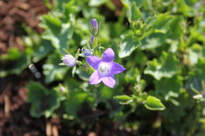 Campanula portenschlagiana 'Resholt'