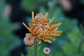 Chrysanthemum x hort. 'Kl. Bernstein'