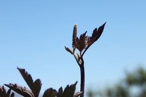 Cimicifuga simplex 'Brunette'