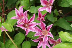 Clematis, Waldrebe 'Duchess of Albany'