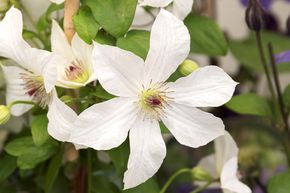 Clematis, Waldrebe 'Forever Friends'