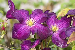 Clematis, Waldrebe 'Jackmanii Purpurea'