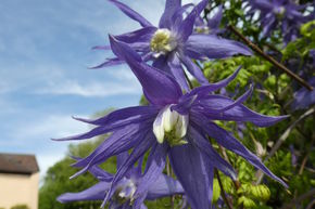 Clematis, Waldrebe 'Maidwell Hall'