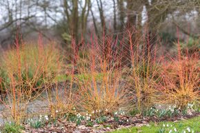 Roter Hartriegel 'Midwinter Fire'