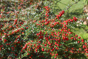 Cotoneaster dammeri 'Eichholz' (12er Set)