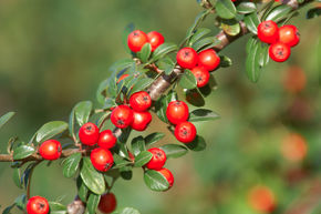 Cotoneaster x suecicus 'Coral Beauty' (12er Set)