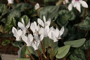 Cyclamen hederifolium 'Ivy Ice Pure White'
