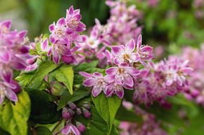 Deutzia hybrida 'Strawberry Fields' XXL Pflanze