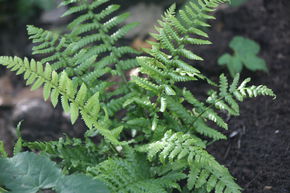 Dryopteris affinis