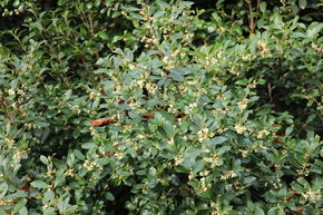 Osmanthus x burkwodii