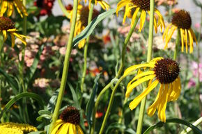 Echinacea paradoxa