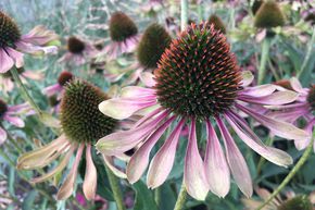 Echinacea purpurea 'Green Twister'