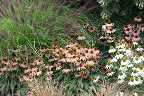Echinacea purpurea 'Julia'