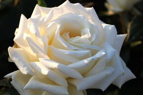 Edelrose 'Diamond Days'