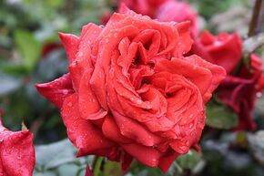 Edelrose 'Terracotta'