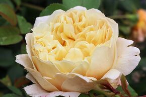 Englische Strauchrose 'Charles Darwin'