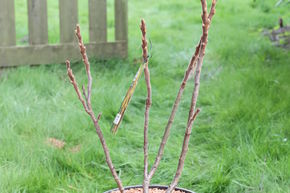 Rhus typhina