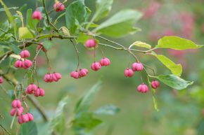 Euonymus europaeus