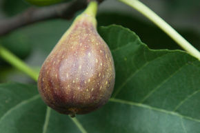 Feigenbaum Gustis Violetta Portughese