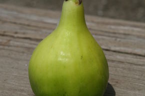 Feigenbaum Green Ischia