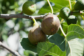 Feigenbaum Naturgartenleben