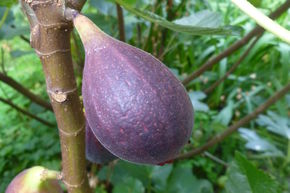 Der Rizinusbaum Ricinus communis - Wunderbaum in Rot