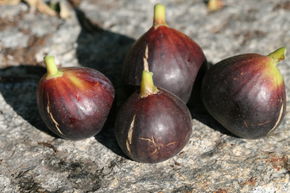 Feigenbaum Ronde de Bordeaux