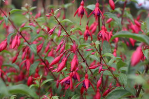 Fuchsia magellanica 'Bernisser Hardy'