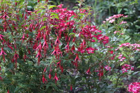 Fuchsia magellanica 'Gracilis'