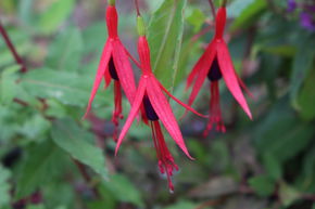 Fuchsia magellanica 'Riccartonii'