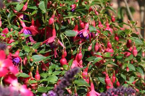 Fuchsia magellanica 'Tom Thumb'