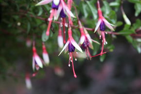 Fuchsia magellanica var. 'Arauco'