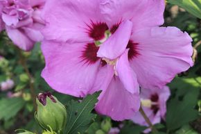 Hibiskus, Eibisch 'Ardens'