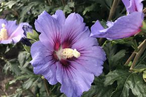 Hibiscus syriacus 'Marina'