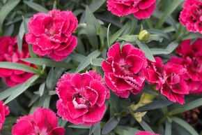 Gartennelke Pink (8er Set)