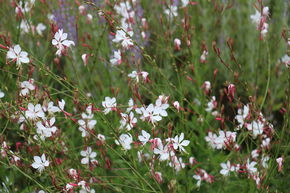 Gaura lindheimeri 'Whirling Butterflies'