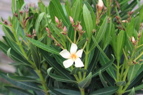 Oleander 'Isola di Capri'