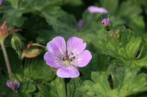 Geranium wallichianum 'Sweet Heidi  -R-